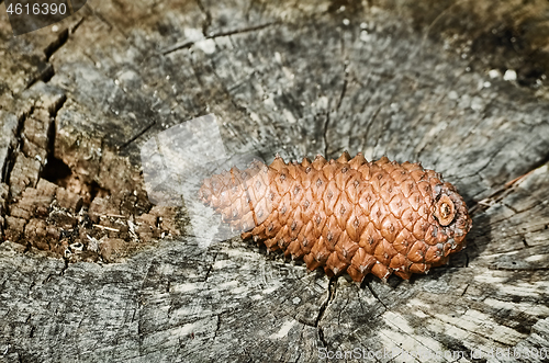 Image of Fir Cone on the Stump