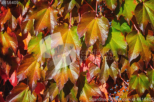 Image of Virginia Creeper