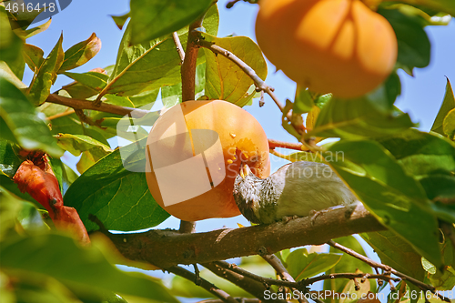 Image of Sparrow Eats Persimmon