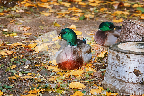 Image of Duck Resting on the Ground