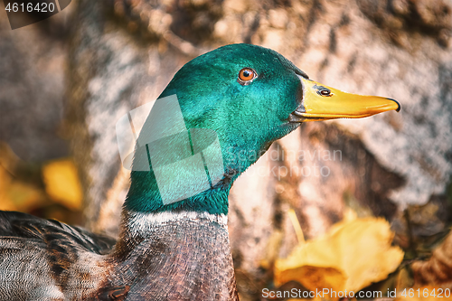 Image of Portrait of a Duck
