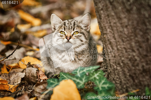 Image of Little Kitten near the Tree