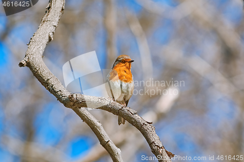 Image of Robin on Branch
