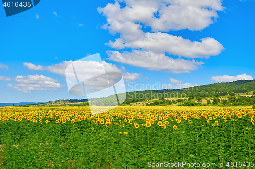 Image of Field of Sunflowers