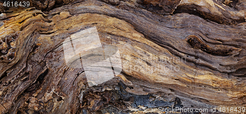 Image of Texture of an old tree trunk washed up in ocean