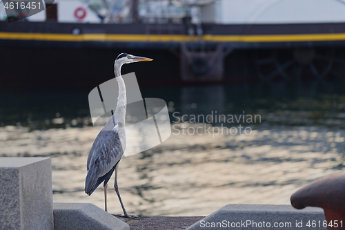 Image of Big Great Blue Heron walking the pier.