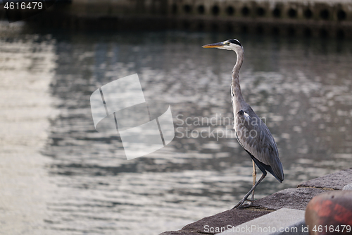 Image of Big Great Blue Heron walking the pier.