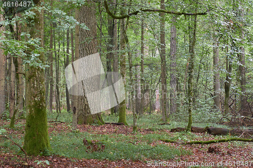 Image of Summertime deciduous primeval forest with old trees