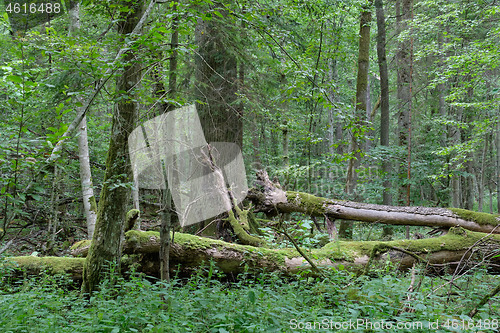 Image of Broken old ash tree and old oak tree