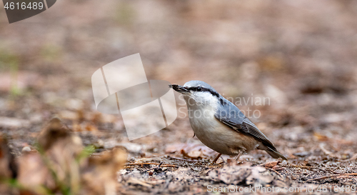 Image of Eurasian nuthatch in autumn