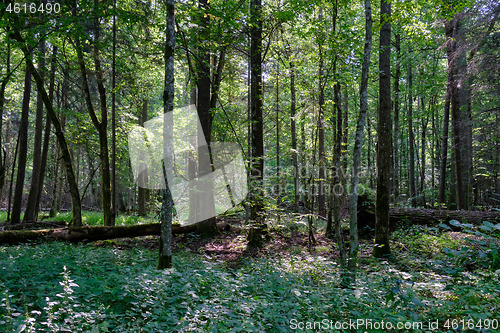 Image of Frash alder tree mixed forest in summer