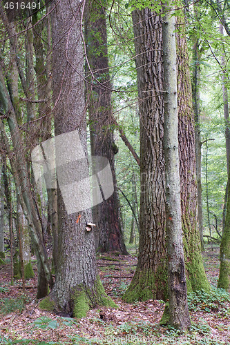 Image of Summertime deciduous primeval tree stand