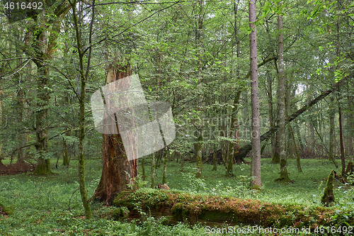 Image of Summertime deciduous primeval forest with old trees