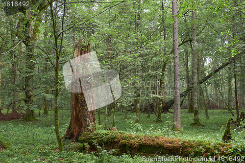 Image of Summertime deciduous primeval forest with old trees