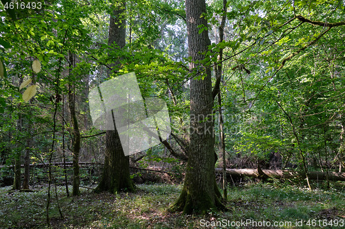 Image of Deciduous stand with hornbeams and oaks