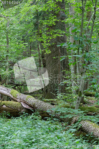 Image of Broken old ash tree and old oak tree