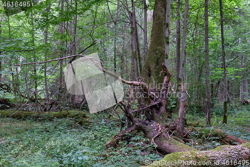 Image of Broken old spruce tree and old linden