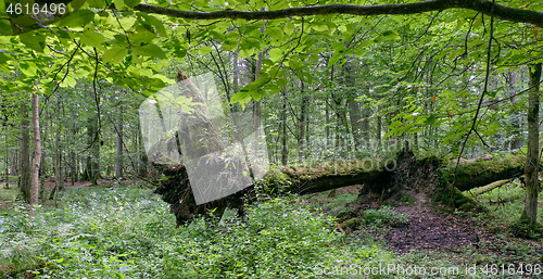 Image of Deciduous stand with two broken oak trees lying