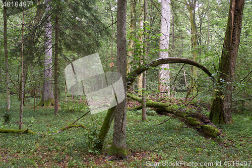 Image of Summertime deciduous primeval forest with old trees