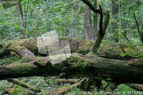 Image of Dead oaks lying moss wrapped