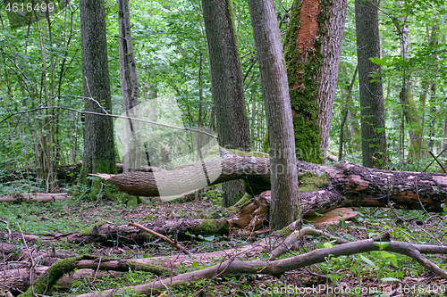 Image of Alder tree deciduous stand