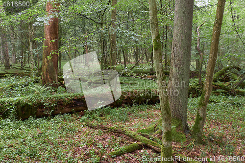 Image of Summertime deciduous primeval forest with old trees