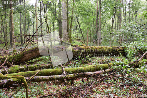 Image of Summertime deciduous primeval tree stand
