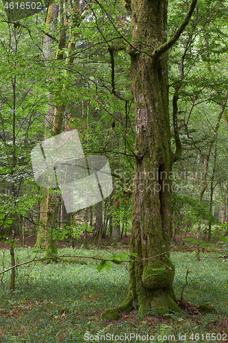 Image of Rich deciduous stand with old hornbeam tree