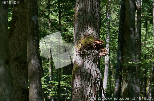 Image of Old oak treee with fungi in summer sun