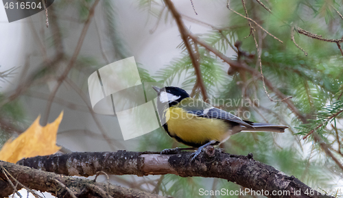 Image of Female Great tit closeup  in winter