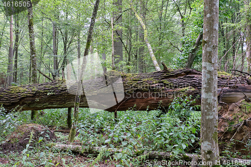 Image of Summertime deciduous primeval tree stand