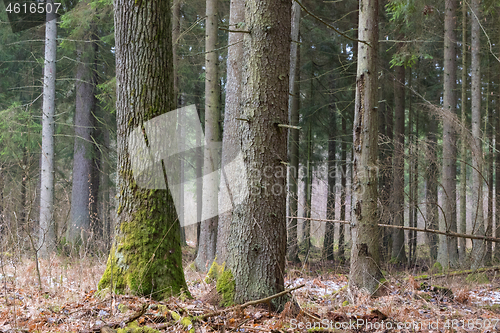 Image of Coniferous stand of spruces in winter cloudy morning