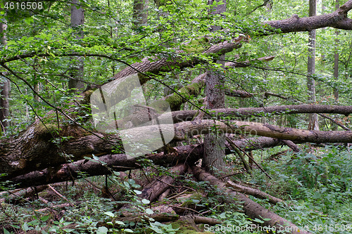 Image of Alder tree deciduous stand