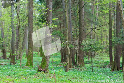 Image of Old alder trees in spring