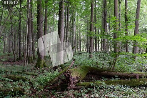 Image of Alder tree deciduous stand