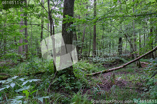 Image of Alder tree deciduous stand