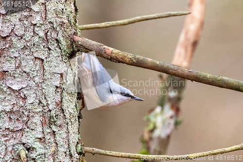 Image of Eurasian nuthatch in autumn