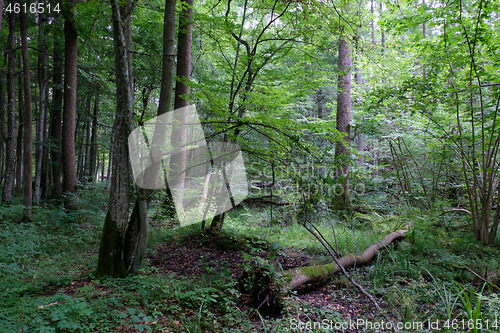 Image of Alder tree deciduous stand