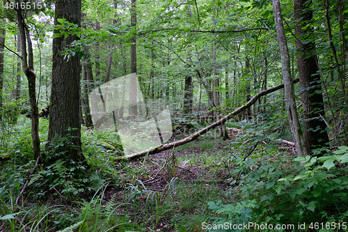 Image of Alder tree deciduous stand