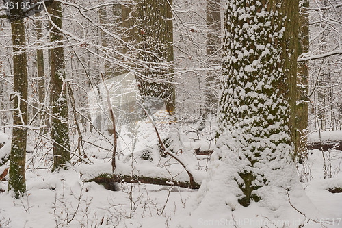 Image of Wintertime landscape of snowy deciduous stand