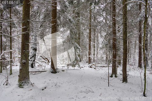 Image of Wintertime landscape of snowy deciduous stand