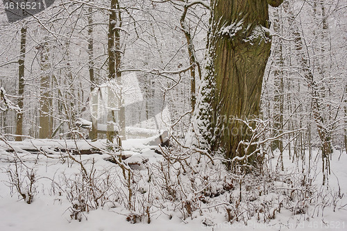 Image of Wintertime landscape of snowy deciduous stand