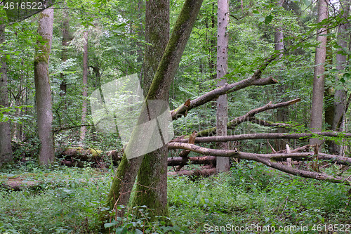 Image of Alder tree deciduous stand