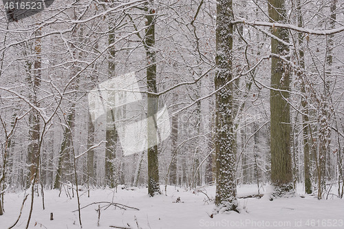 Image of Wintertime landscape of snowy deciduous stand