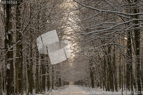 Image of Wintertime landscape of snowy forest road