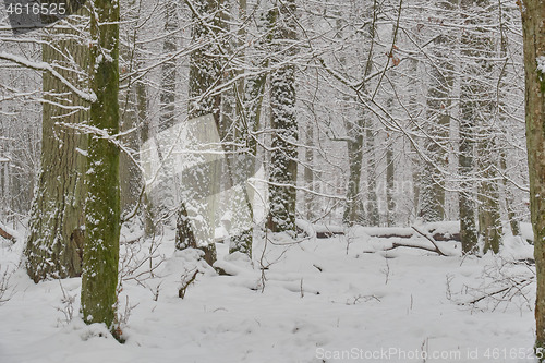 Image of Wintertime landscape of snowy deciduous stand