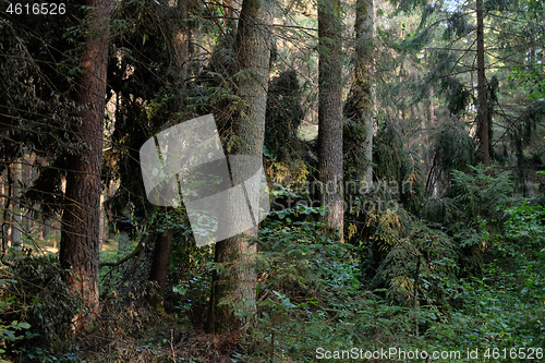 Image of Frash Alder tree mixed forest in summer