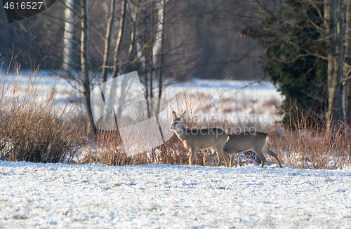 Image of Winter landscape of roe deer herd