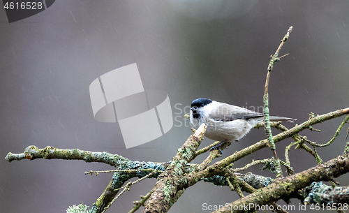 Image of Marsh tit (Poecile palustris) closeup