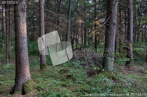 Image of Mixed tree stand of Bialowieza Forest in morning